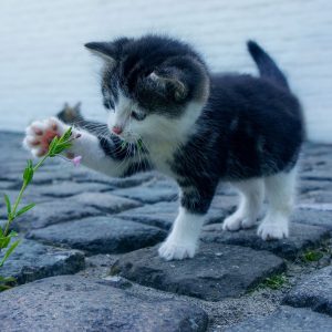 gaturrin